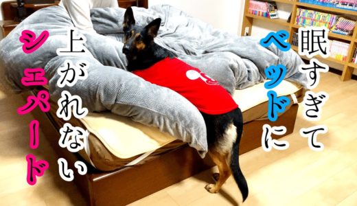 眠すぎてベッドに上がれないシェパード犬【German Shepherd】 My Sleepy Dog Can't Go Up To the Bed