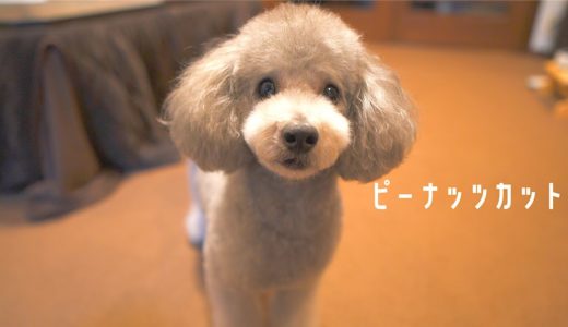 🐶トリミングでピーナッツカットになった犬が可愛すぎて飼い主悶絶w【トイプードル】