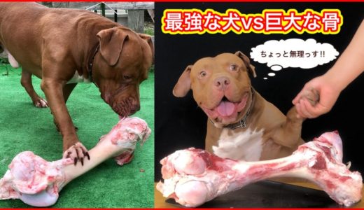 【大食い】完食不可能⁉︎最強な犬に巨大な骨をあげてみた！ASMR、咀嚼音、音フェチ必見！