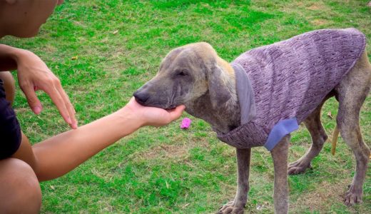 「保護犬」今までのムン君の可愛がった瞬間と元気でご飯を食べる様子のまとめ