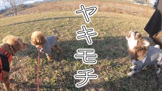 他の犬と仲良くする先住犬にやきもちを妬く弟犬が激しかったww