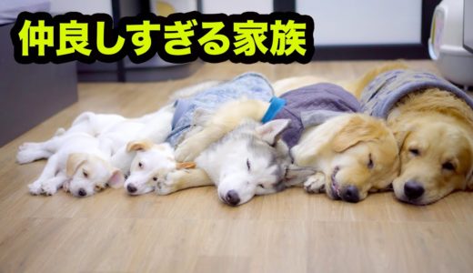 じゃれ合う時、絶対に大型犬のゴールデンレトリバーに負けたくないチェリーが子犬のベリーに負けてあげた