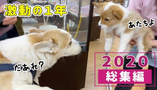 新メンバーが加入した食パン犬の1年を振り返ってみました【2020総集編】