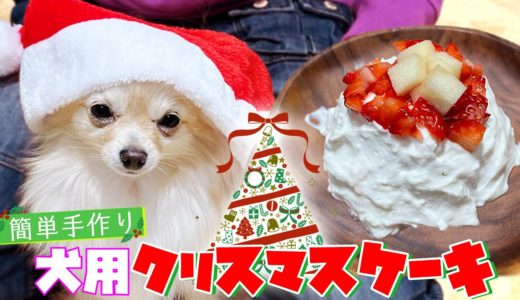 【簡単】犬用クリスマスケーキを手作りしてみた!!【ポメラニアン×チワワ】