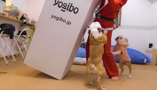 【歓喜】この１年間ず〜っと犬が欲しがってた物あげてみた！