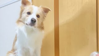 犬の期待を裏切った時の顔がこちらです🤦‍♀️ごめん..【ボーダーコリー】