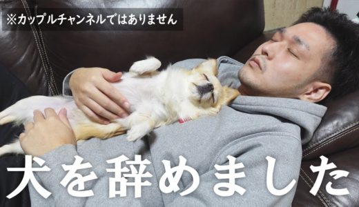 我が家の愛犬が犬を辞めました。※カップルチャンネルではありません【チワワ】【dog】【chihuahua】