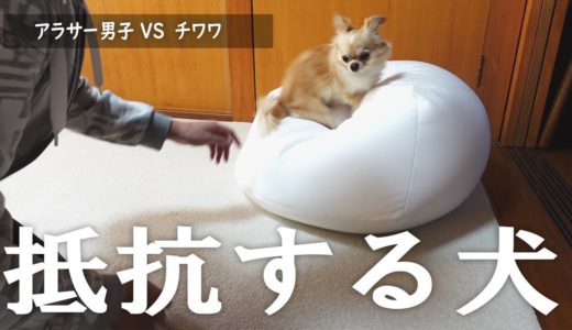 犬をダメにするお気に入りのソファで寝ようとすると全力で拒む姿が最高に可愛い【チワワ】【dog】【chihuahua】