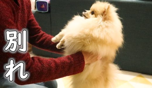 別れはいつも突然やって来る【ポメラニアン犬モチ】