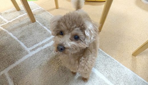 犬のしつけ方や怒り方はどうしてる？ジィジとの共演はいつ？などにお答えします。【トイプードル】