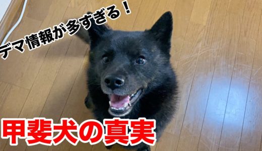 甲斐犬ってどんな犬？オーナーになってわかったこと【犬図鑑】