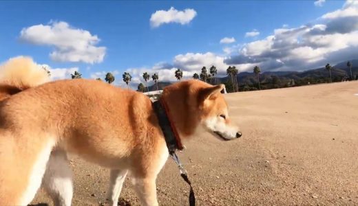 冬の海を犬と散歩したら誰もいなくて綺麗でした