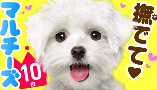 ❤️人気10位【マルチーズってどんな犬？】子犬の価格や性格、寿命、飼いやすさは？ カワイイ動画でチェック！