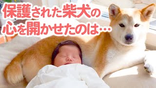 家族になって8年。元保護犬に2人の妹ができて、はじまる最高の日々。