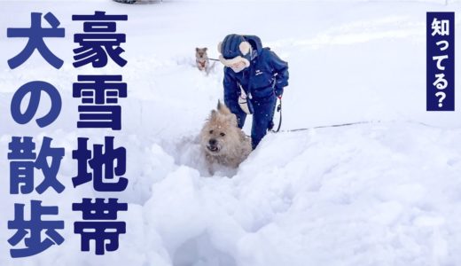 【知ってる？】豪雪地帯の犬のさんぽってこんな感じです