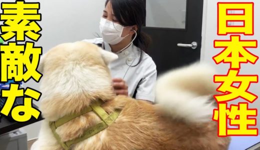 【 愛しの女医さん】秋田犬そうすけ.大好き動物病院.2020・veterinary hospital