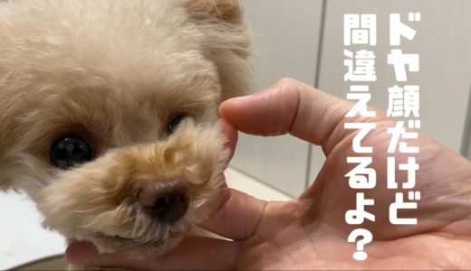 好物のために頑張る犬の姿が可愛いｗ【ティーカッププードル】