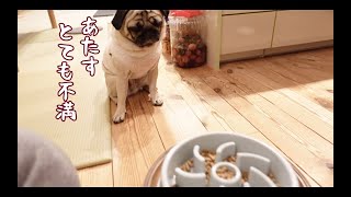 爆速早食い犬が早食い防止皿に挑んでみたら… パグ犬ぷぅPug