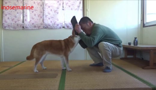 正月の親戚と犬