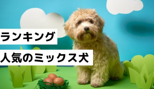 【最新】ポメプー？キャバプー？ミックス犬ランキングTOP10