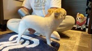 帰宅後に足を洗う順番を待つ老犬チワワと日曜日のお散歩LIVE😆