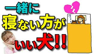 【犬 しつけ】愛犬と一緒に寝ると起きる問題！一緒に寝ない方がいいタイプの犬とは？新 遠藤エマチャンネル【犬のしつけ＠横浜】