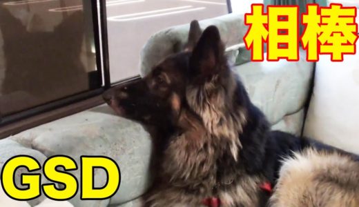 シェパード犬マック息子夫婦と河川敷で寒空でもしっかり運動【VLOG】