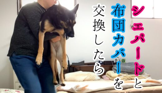 飼い主と一緒に布団カバーを交換したいシェパード犬【German Shepherd】 My Dog Wants to Change the Duvet Cover With Her Owners