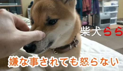 怒らない犬