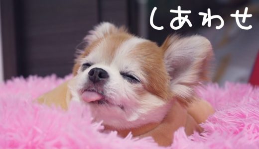 普通の犬では有り得ない！突然こんなの着けられても幸せいっぱいの表情を浮かべるチワワｗ