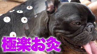 お灸大好き犬　久しぶりのはり治療にうっとり♡