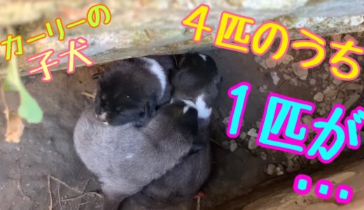 【問題の連続😢】排水溝の中で母犬カーリーと温かく寝ていた4匹の子犬💕でもその内の一匹が😢こうなったら、、、