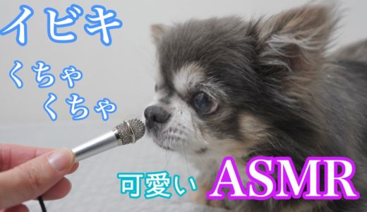 世界3番目に可愛いASMR【犬】くちゃくちゃ音、イビキ音