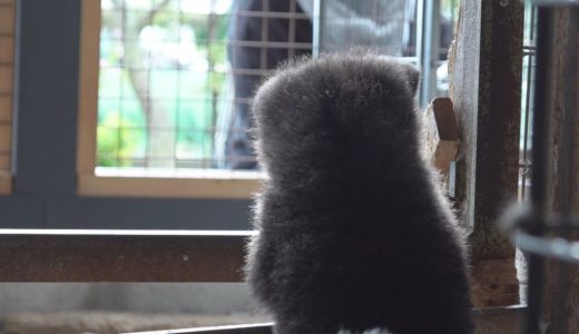 かわいくも頼もしい～！！　モフモフな秋田犬の赤ちゃんの背中にメロメロ