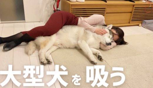 大型犬の吸い方