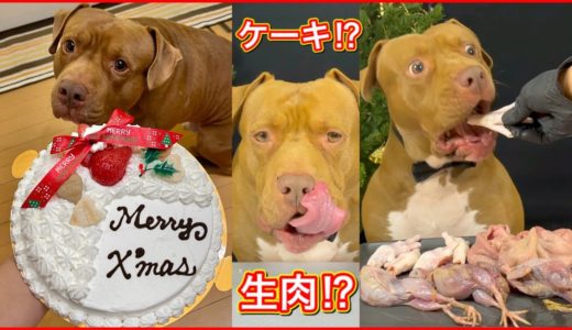 【大食い】最強な犬ピットブルのクリスマスディナーがこちら！ASMR、咀嚼音、音フェチにおすすめ!