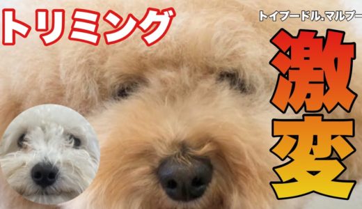 トリミング行ったら別犬になって帰ってきた トイプードル/マルプー