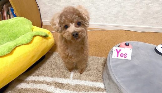 うちの犬が視聴者のみなさんの質問にお答えします。【トイプードル】