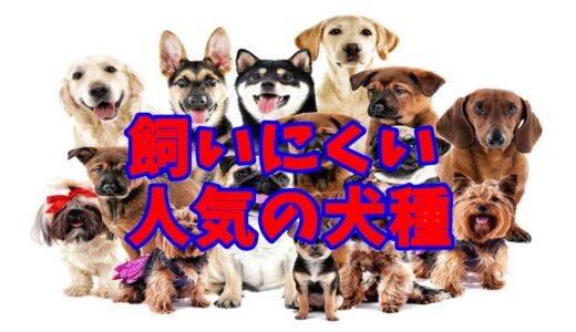 【動物】初心者にはとても飼いにくい人気犬種