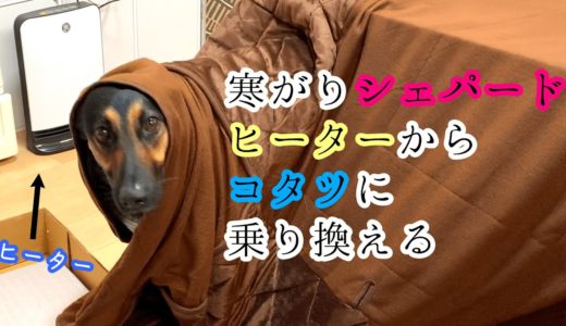 寒がりシェパード犬、ヒーターからコタツに乗り換える【German Shepherd】 My Dog Switches From Heater to Kotatsu