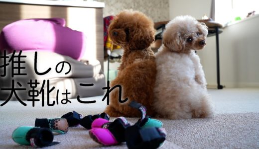 さらば犬靴、いままでありがとう。【トイプードル】