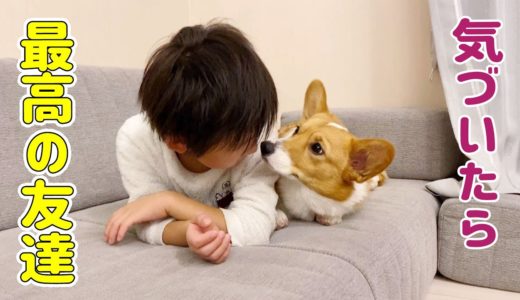 【犬と子供】絶妙な関係！気づいたら仲良しに！【コーギー】