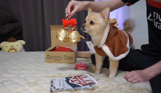 ポメくんから保護犬にクリスマスプレゼント！