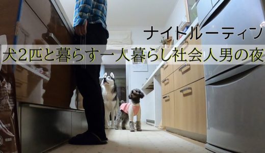 【ナイトルーティン】犬2匹と暮らす一人暮らし社会人男の夜