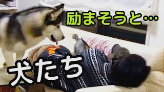 飼い主を元気づけようとした犬たちの行動とは！？ シベリアンハスキー 保護犬トイプードル