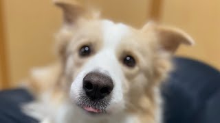 あざとい犬の代表がこちらですw【ボーダーコリー】