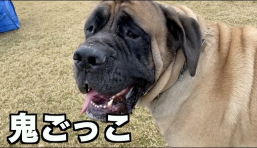 巨大犬と鬼ごっこ