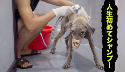 「保護犬」人生初めてシャンプーした野良犬の反応が可愛すぎる・信じられないくらい大人しい