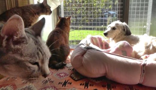 3匹の猫と暮らす13歳シニア犬りゅうの日常