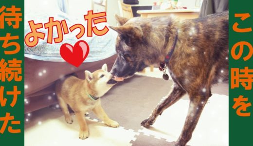 祝♪子犬と先住犬がついに仲良くなった＝！【甲斐犬・柴犬】